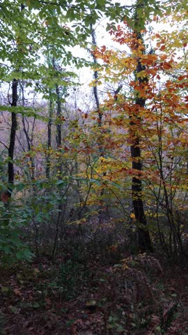 A panoramic view of the colorful nature created by various plants in the forest during the autumn season.