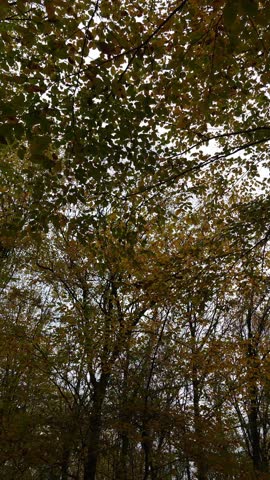 A panoramic view of the colorful nature created by various plants in the forest during the autumn season.