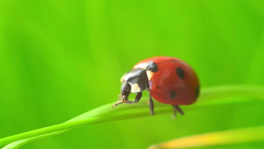 A red ladybug washes its paws on a curved blade of grass in daylight. The beetle gradually crawls along the green grass. Close-up.