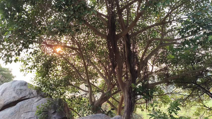 Warm golden light shines through the branches of a large tree at sunset. A peaceful outdoor scene with soft colors and natural depth.