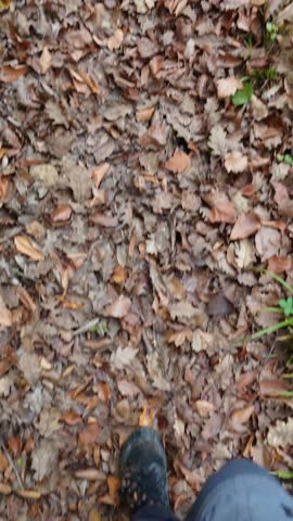 In autumn, the view of a path covered with fallen leaves amidst the colorful and rich flora of the forest ecosystem.