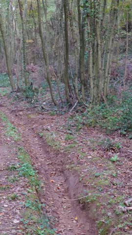 A panoramic view of a path through the forest with vehicle tracks in the autumn season.