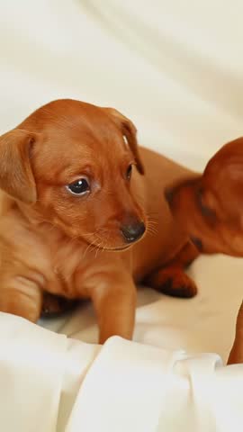 Two pinscher puppies play together on a soft, light-colored fabric, tumbling into a frame, climbing on top of each other, and gently nipping. Playful, funny puppies
