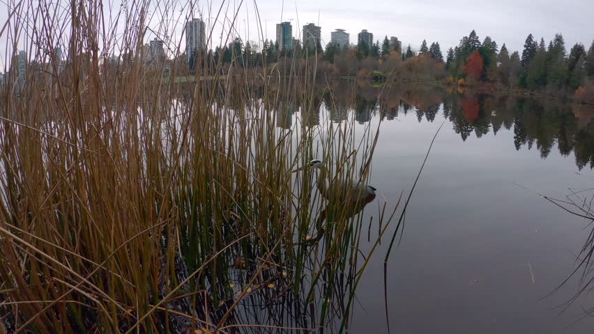 Heron Hunting Lost lagoon Vancouver 4K UHD.A Great Blue Heron hunting along the shoreline of Vancouver’s Lost Lagoon. 4K, UHD.
