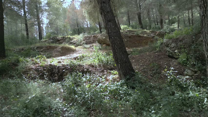 Hiker walking on a dirt path through a pine forest on a sunny day
