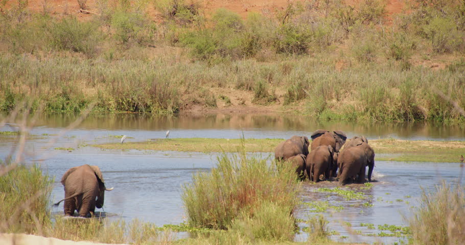 Group of elephants walks across a river in Kruger Park.