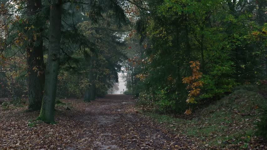Dark and moody path disappearing into the mist of a beautiful, mysterious autumn forest landscape