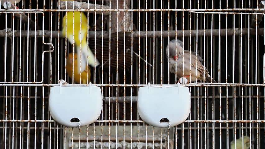 Yellow domestic canary (Serinus canaria) and a female zebra finch (Taeniopygia guttata) inside a metal cage, showing typical captive bird behavior.
