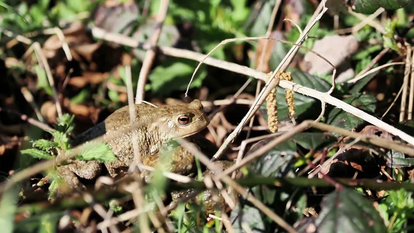 Common toad (Bufo bufo) partially hidden in vegetation on the forest floor, showing natural behavior and terrestrial habitat.