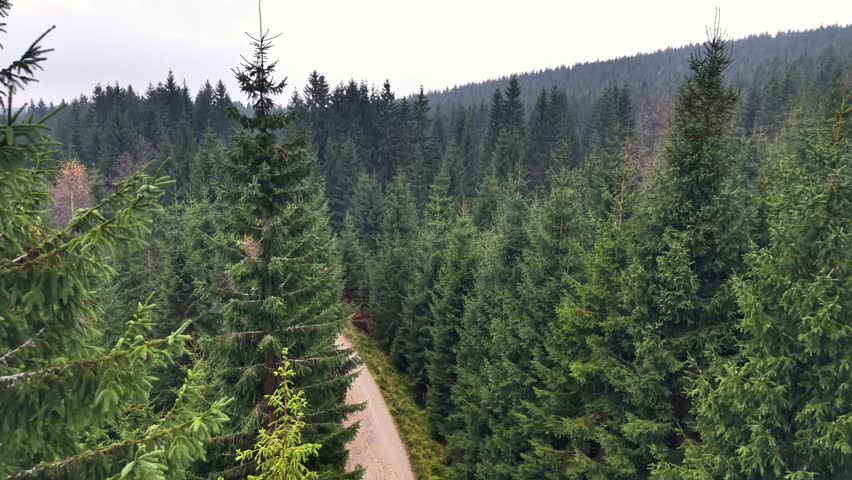 Forest Corridor Perspective Showing Tall Pine Canopy And Narrow Dirt Lane, Forestry Mapping Team Documenting
