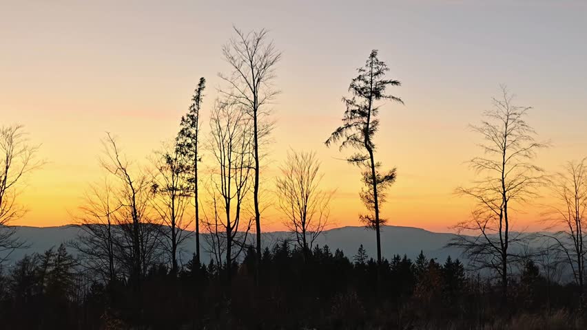 Sunset Silhouettes Of Slender Trees Against Gradient Sky, Quiet Dusk Scene With Distant Ridgelines, Minimalist