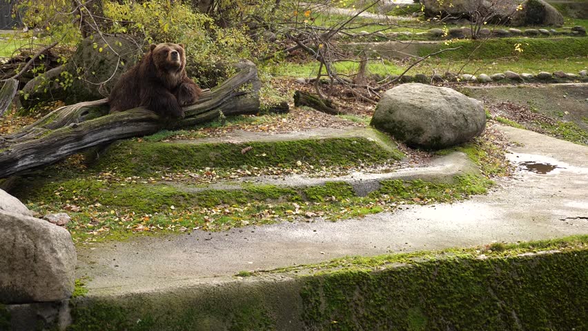 brown bear in a zoo enclosure rests on a large fallen log covered with moss. The bear, likely a Grizzly or European brown bear, is in a concrete, rock, and grass habitat with autumn leaves scattered o