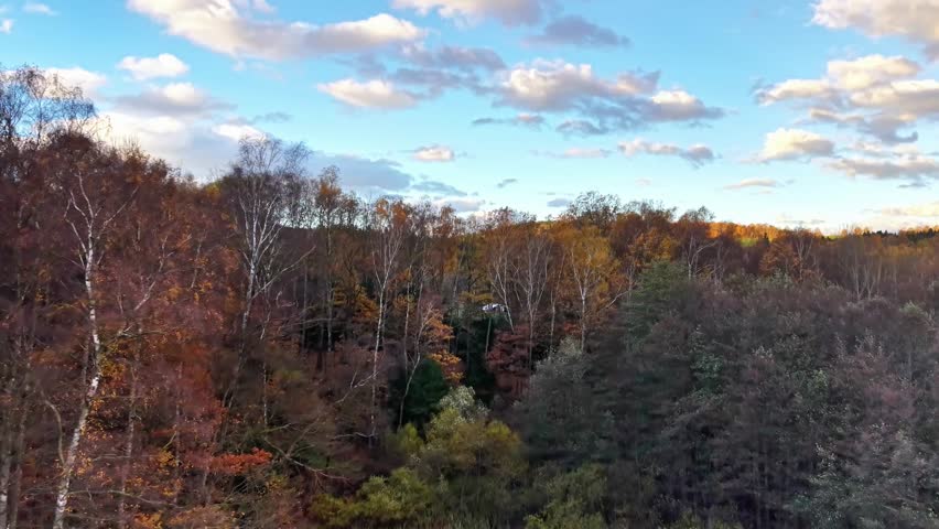 Autumn Treetop Panorama Birches Golden Light, Rolling Mixed Forest, Warm Foliage Tones, Soft Clouds