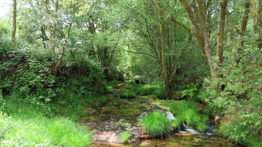 Mountain calm clear stream in the forest; natural landscape on a sunny summer day. Drone movement along the creek.
