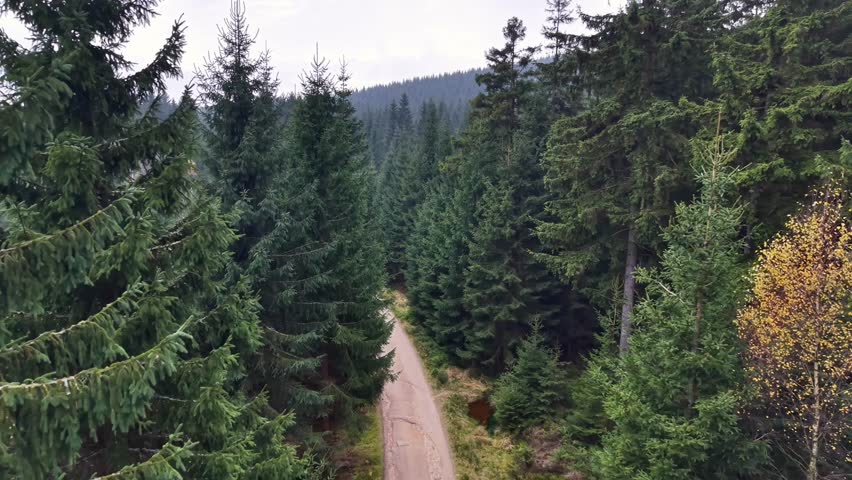 Secluded Forest Road Framed By Towering Evergreen Trees And Narrow Dirt Track, Hiker Route Perspective