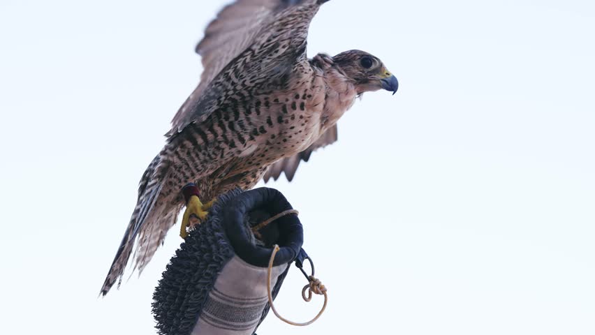 Man holding a hunting falcon in the desert