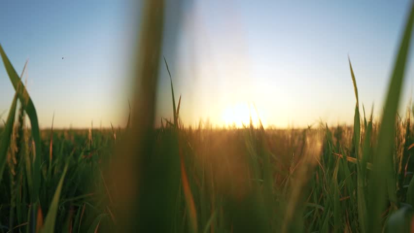 green wheat field agriculture. agriculture business concept. landscape green wheat field at sunset general view. beautiful field of young wheat farm with green ears at sunset sways in the wind