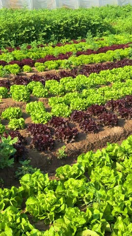 rows of colorful lettuce plants in a field, vertical video