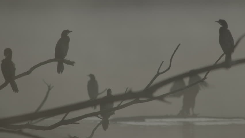 Fog early in the morning on the Adda River with a peninsula on the horizon and silhouettes of cormorants.