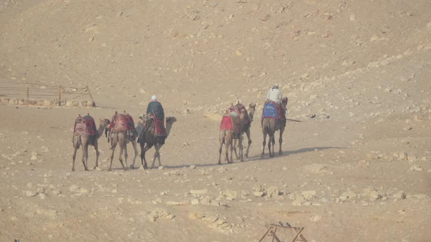  Camels for sightseeing at Giza, Egypt
