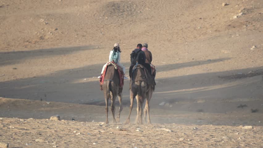  Camels for sightseeing at Giza, Egypt
