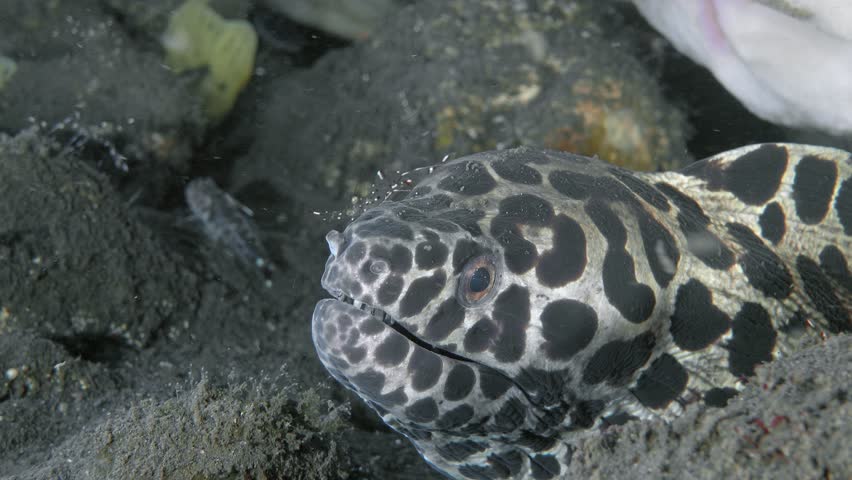 A spotted moray eel hid under a large sponge on the seabed, and a shrimp walked along it, cleaning it of parasites. Honeycomb Moray (Gymnothorax favagineus) 300 cm. ID: white with black blotches.