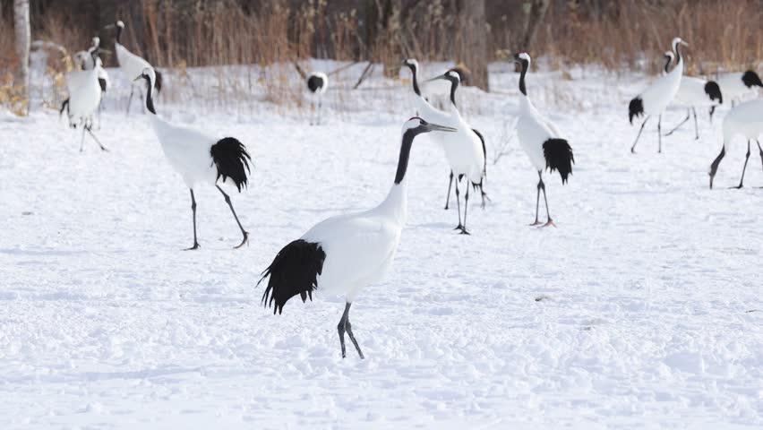 Two red-crowned cranes interacted and performed a courtship dance together in the snow.Slow motion. Medium shot.