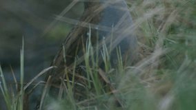 Water rail Rallus aquaticus hiding in dry grass in early spring morning - Powered by Shutterstock - Get 15% off with code: PIKWIZARD15
