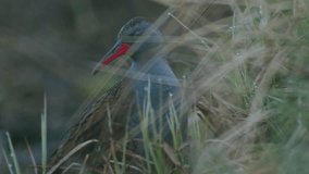 Water rail Rallus aquaticus hiding in dry grass in early spring morning - Powered by Shutterstock - Get 15% off with code: PIKWIZARD15