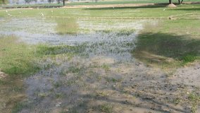 Grass flooded Field After Heavy Rain Showing Water birds accumulation on Grassland Under a Clear Sky video 4k - Powered by Shutterstock - Get 15% off with code: PIKWIZARD15