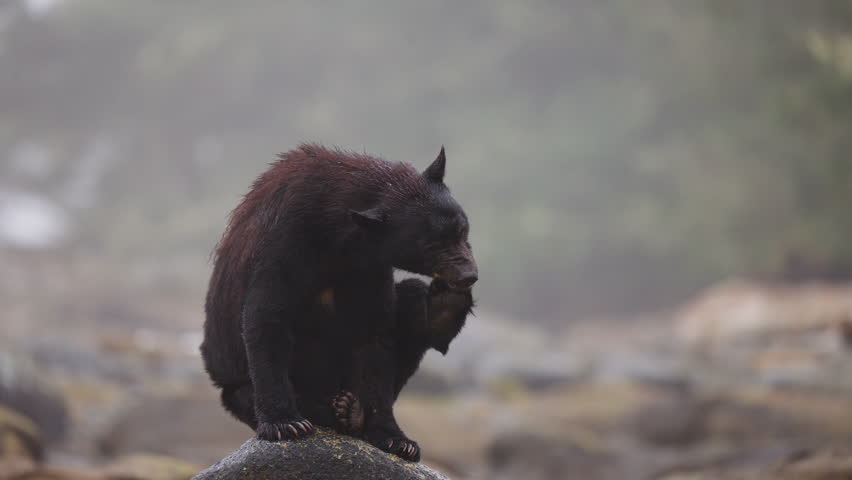 A black bear on the rocks waiting for the salmon to swim up the stream on in British Columbia, Canada. Filling up on food before going into hibernation for the winter