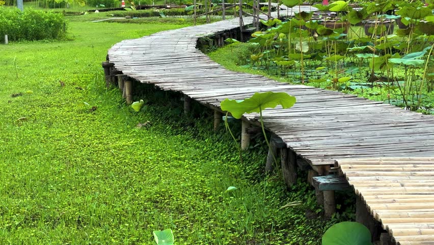 A curved wooden walkway over lush green grass and lotus plants in a tranquil park, captured as calm, still footage.