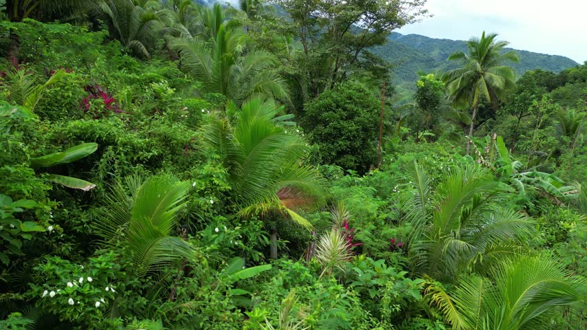 Still aerial of dense tropical forest with layered palm trees and vibrant foliage gently swaying in the breeze, captured in Tanay Rizal, Philippines.