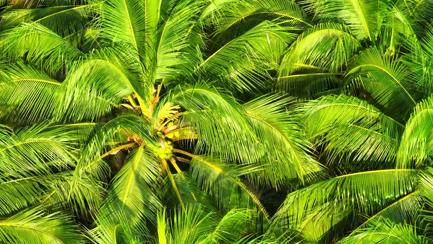 From above, a coconut tree loaded with young coconuts symbolizes sustainable cultivation, natural ecosystem support, rural livelihood growth, and responsible resource management.
