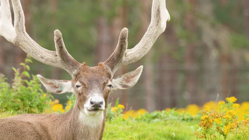 Red deer stag with antlers resting in lush meadow, soft daylight, static camera, tranquil mood
