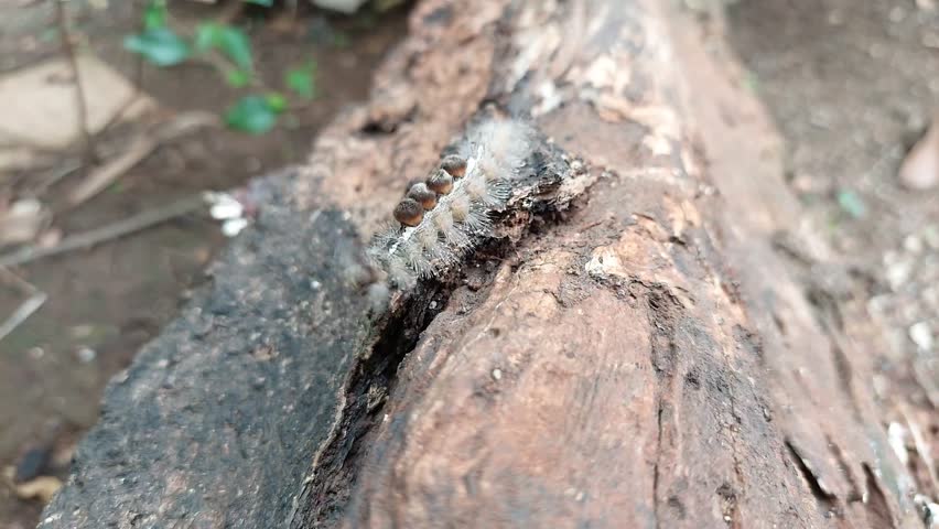 A detailed macro shot of a hairy caterpillar crawling on tree bark in a natural outdoor setting. The fuzzy larva shows distinct bristles and body patterns