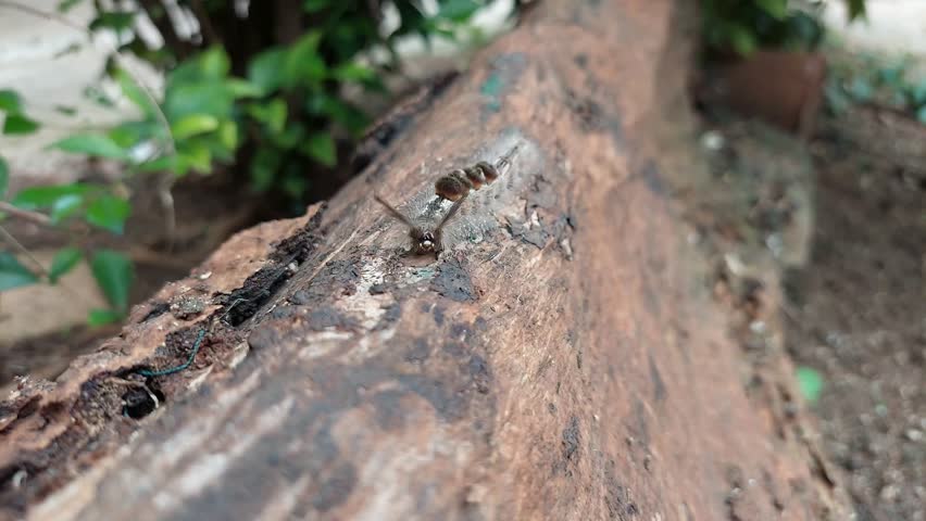 A detailed macro shot of a hairy caterpillar crawling on tree bark in a natural outdoor setting. The fuzzy larva shows distinct bristles and body patterns