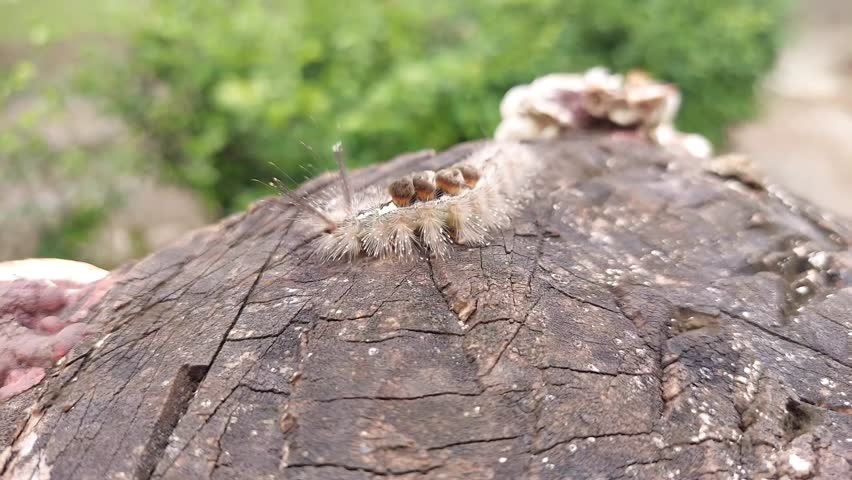 A detailed macro shot of a hairy caterpillar crawling on tree bark in a natural outdoor setting.