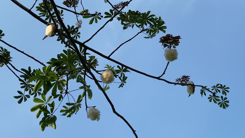 A kapok tree (Ceiba pentandra) branch against a clear blue sky, adorned with large, fluffy white seed pods bursting open. The silky kapok fibers glow in the sunlight, surrounded by glossy green leaves