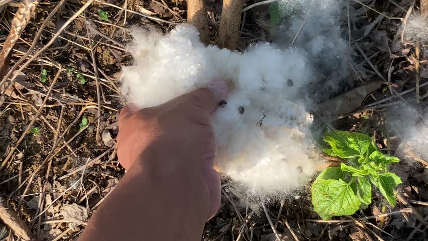 A gentle hand cradles an open kapok pod; snowy-white fibers spill softly between fingers, then burst free, soaring like tiny clouds on the breeze, drifting weightlessly into the warm golden air