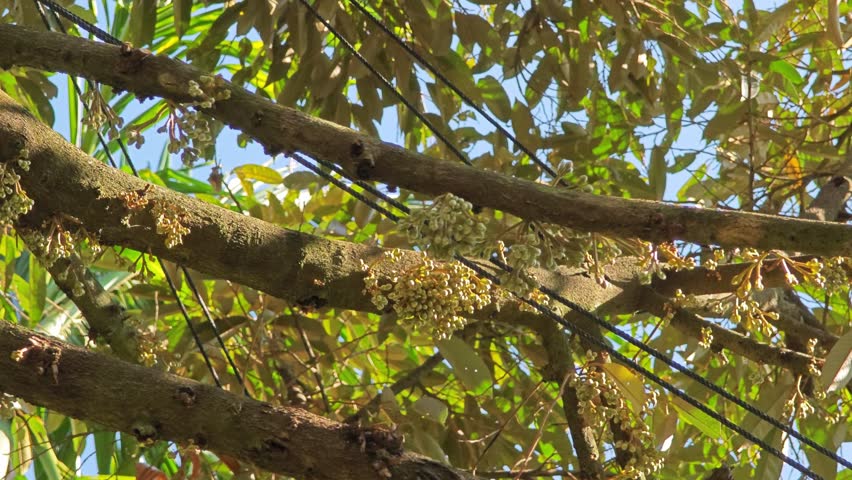 Durian flower buds in garden.