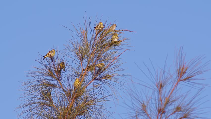 Flock of Eurasian Siskins Perched Atop a Pine Tree.