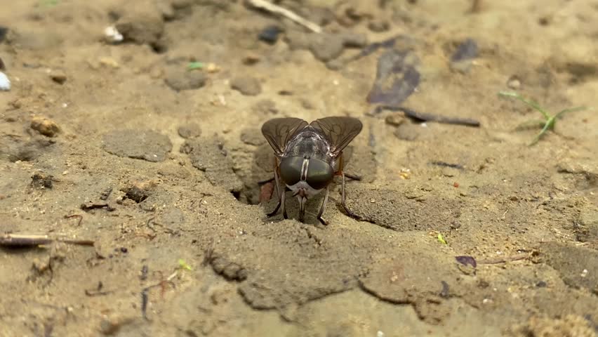 Close-up of a female horsefly (Tabanidae). Its metallic gray body and large iridescent compound eyes gleam in the sunlight, while translucent wings are neatly folded over the striped abdomen