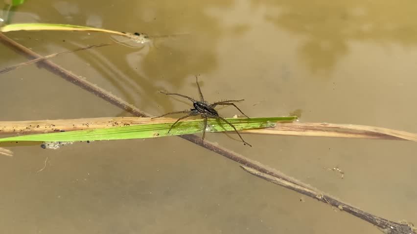 A wolf spider (Lycosidae) clings to a green rice blade as fast flowing floodwater rushes through a submerged paddy field. Its glossy black body and spiny legs stark against the turbulent brown torrent