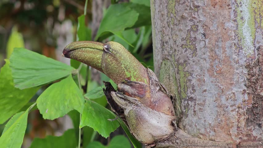 Small round green fruits of fishtail palm.