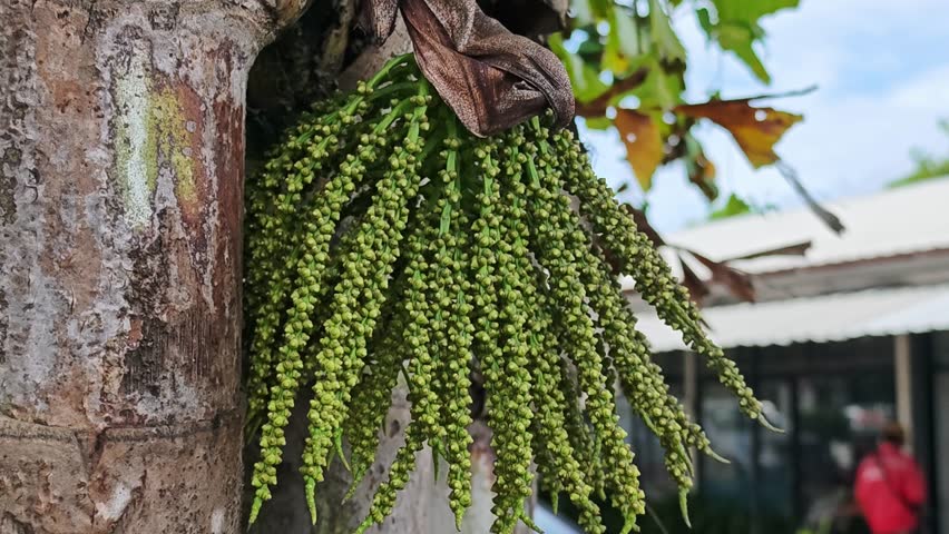 Small round green fruits of fishtail palm.