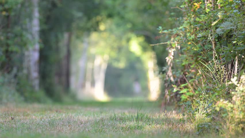 European Robin hopping down in a forest path and taking flight to disappear into the foliage at sunrise. Erithacus rubecula, Sologne, Loiret 45, région Centre Val de Loire, France, Europe