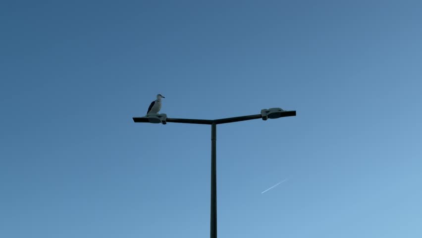 Seagull resting on a lamp post. Copy Space.