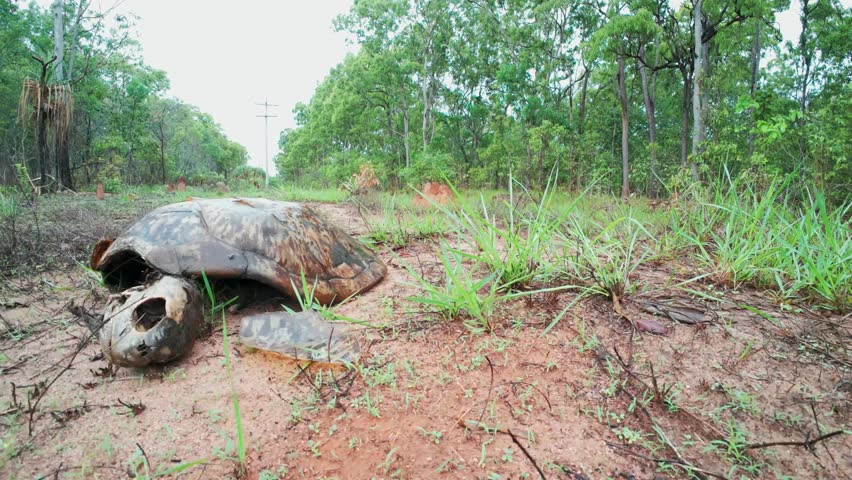 Carcass of an endangered green sea turtle dumped beside a vehicle track in remote Cape York, Australia. A man walking his dog passes in the background. Clip 2