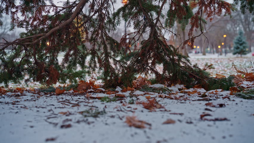 Autumn leaves rest on early winter snow beneath low pine branches, with warm lights softly glowing in the distance. Smooth lateral movement.